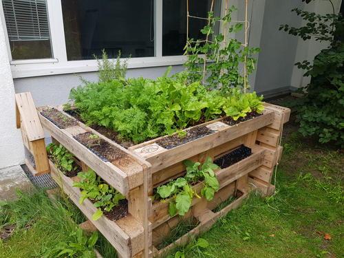 Paletten Hochbeet mit Gemüse